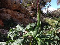 2017-04-07 10-39-58 88836833  alien-looking plants